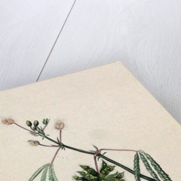 Sensitive Plant by English School