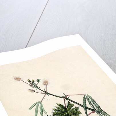 Sensitive Plant by English School