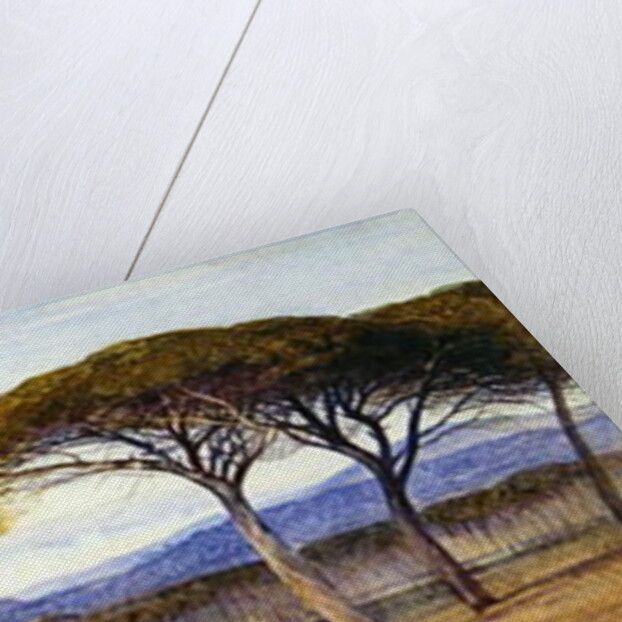 A View of the Pine Woods Above Cannes, 1869 by Edward Lear