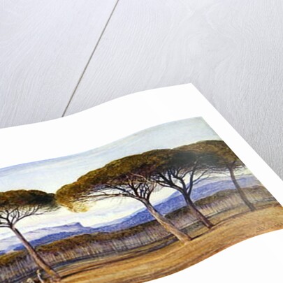 A View of the Pine Woods Above Cannes, 1869 by Edward Lear