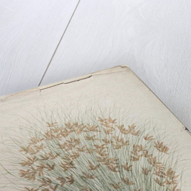 Papyrus by James Bruce