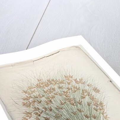 Papyrus by James Bruce