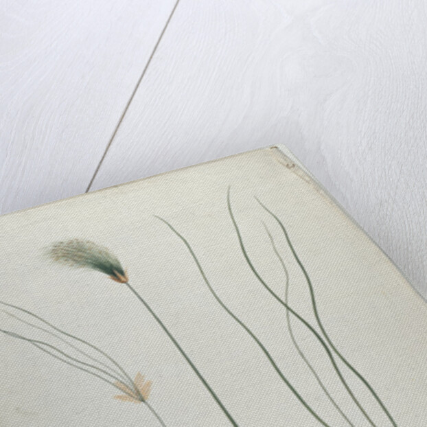 Papyrus, after James Abyssinian Bruce by Luigi Balugani