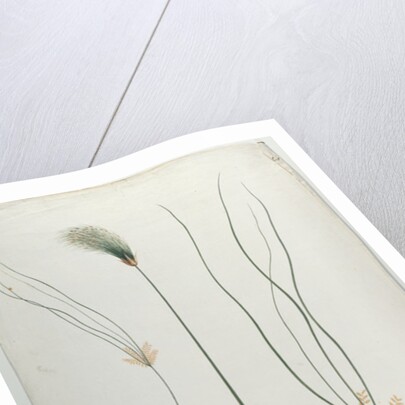 Papyrus, after James Abyssinian Bruce by Luigi Balugani