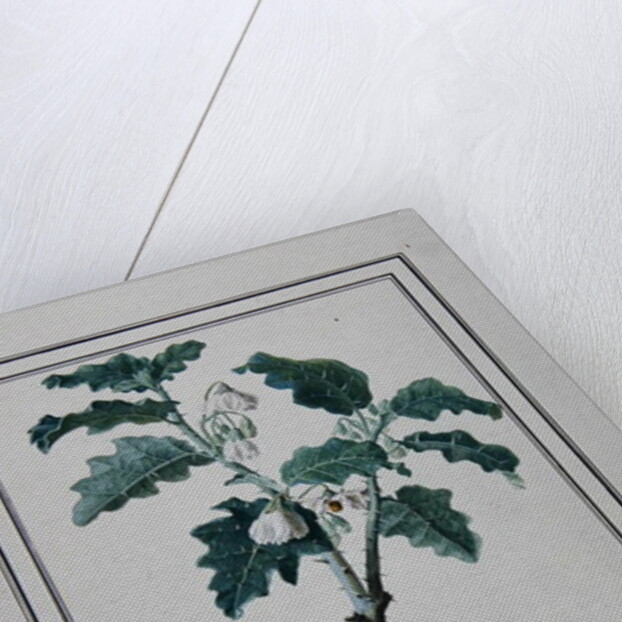 Solanum d'Abissime by Anonymous