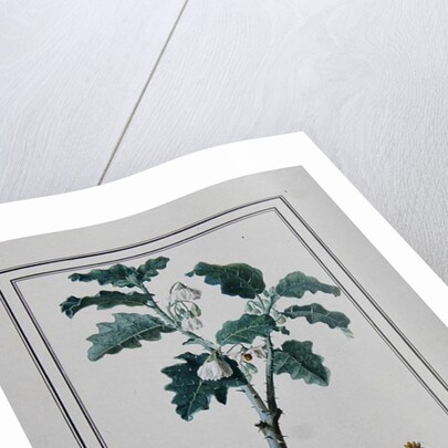 Solanum d'Abissime by Anonymous