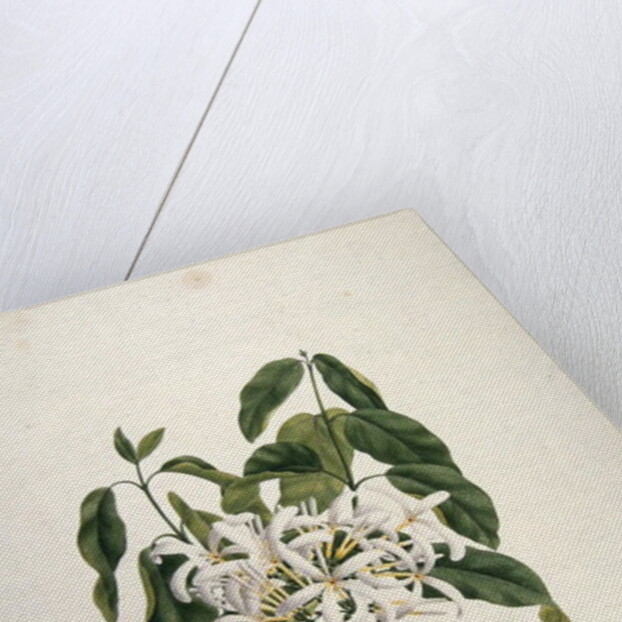 Taberne Montana by James Bruce