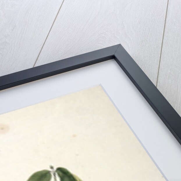 Taberne Montana by James Bruce