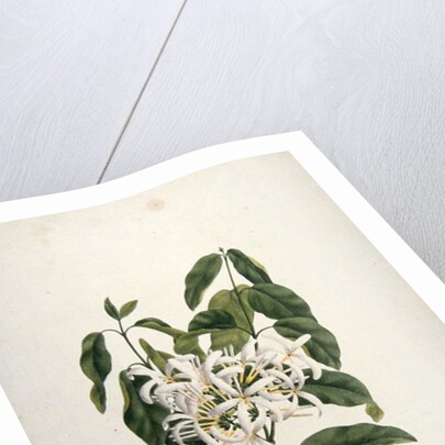 Taberne Montana by James Bruce