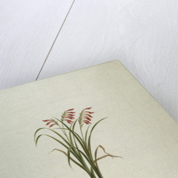 Unidentified Plant with Flowers by Luigi Balugani