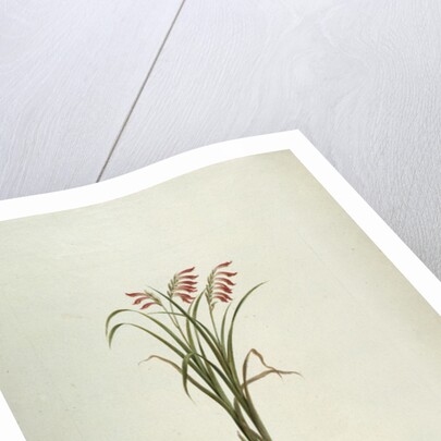 Unidentified Plant with Flowers by Luigi Balugani