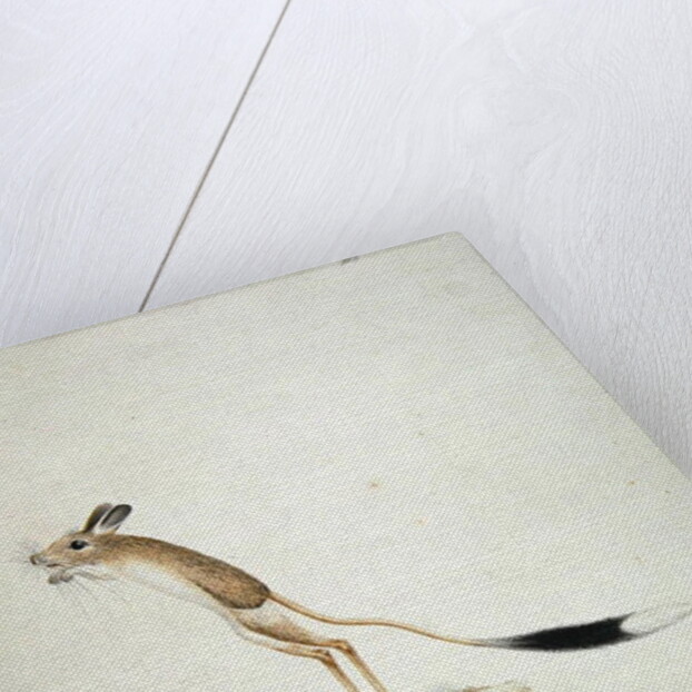 Jerboa No. 4 by James Bruce