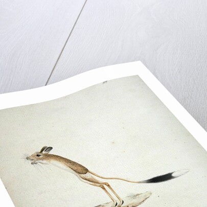 Jerboa No. 4 by James Bruce