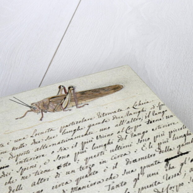 Study of a Locust by Luigi Balugani