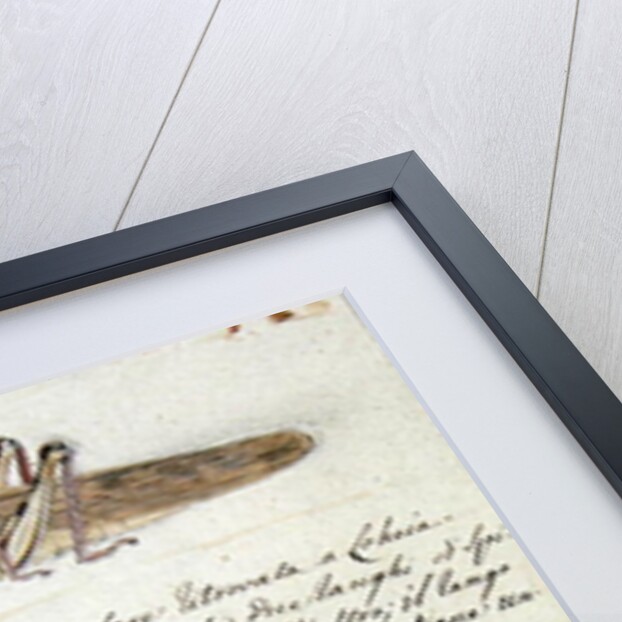 Study of a Locust by Luigi Balugani