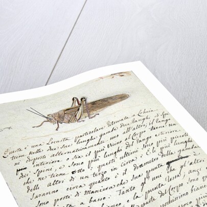 Study of a Locust by Luigi Balugani