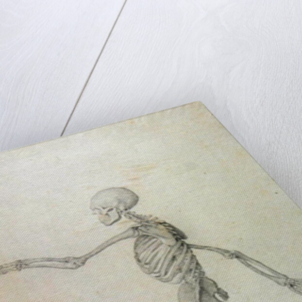 Human Skeleton, Lateral View seen from the Left, Running, 1795-1806 by George Stubbs
