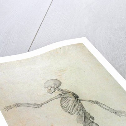 Human Skeleton, Lateral View seen from the Left, Running, 1795-1806 by George Stubbs