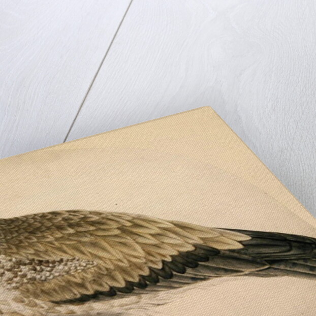 Egyptian Vulture, c.1736 by Charles Collins