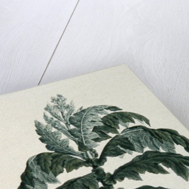 Maraqua by Luigi Balugani