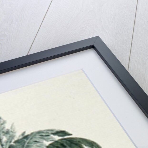 Maraqua by Luigi Balugani