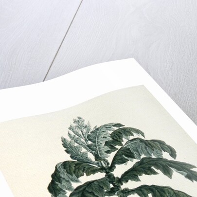 Maraqua by Luigi Balugani