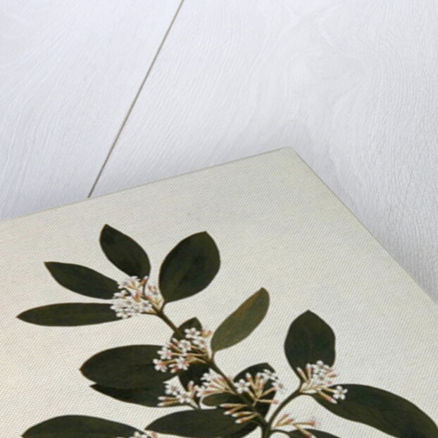 Botanical drawing by Luigi Balugani