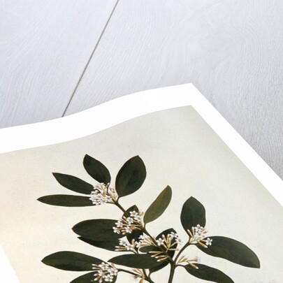 Botanical drawing by Luigi Balugani