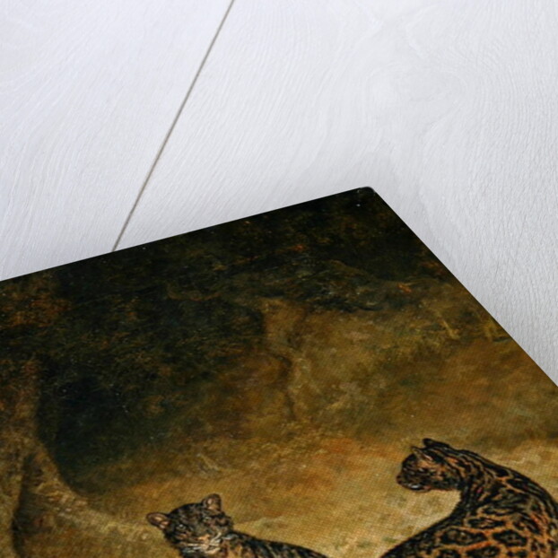 Clouded Leopards, c.1825 by Jacques-Laurent Agasse