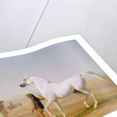 The Wellesley Grey Arabian led through the Desert, c.1810 by Jacques-Laurent Agasse