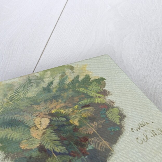 A Study of Ferns, Citivella, 1842 by Edward Lear