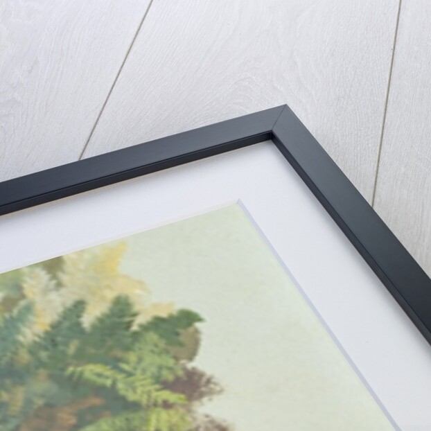 A Study of Ferns, Citivella, 1842 by Edward Lear