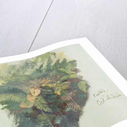 A Study of Ferns, Citivella, 1842 by Edward Lear
