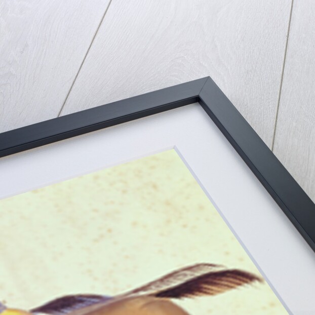 Horse Racing in Bengal, c.1830 by School Kalighat