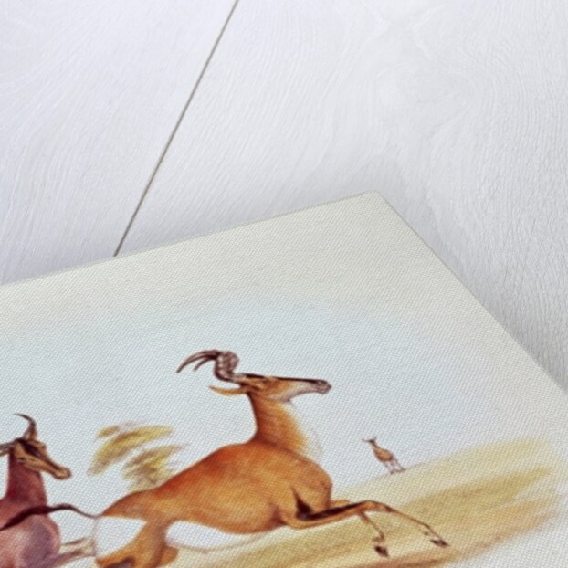 The Sassaybe and the Hartebeest by William Cornwallis Harris