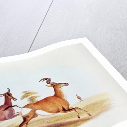 The Sassaybe and the Hartebeest by William Cornwallis Harris