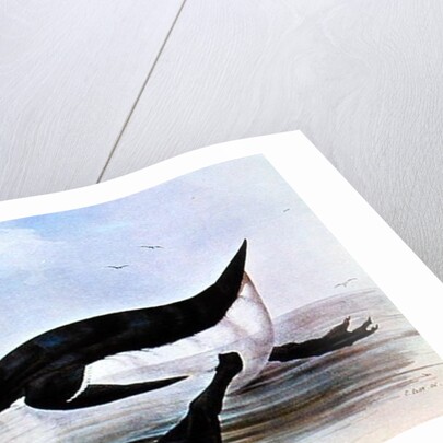 The Great Auk by Edward Lear