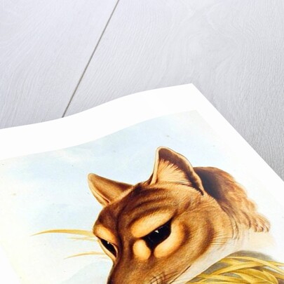 Tasmanian Wolf or Tiger by Henry Constantine Richter