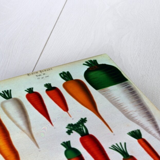 Carrots, Table IV from the 'Album Benary' by Ernst Benary