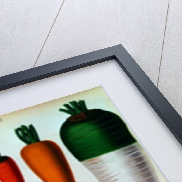 Carrots, Table IV from the 'Album Benary' by Ernst Benary