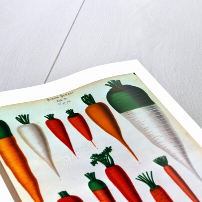 Carrots, Table IV from the 'Album Benary' by Ernst Benary