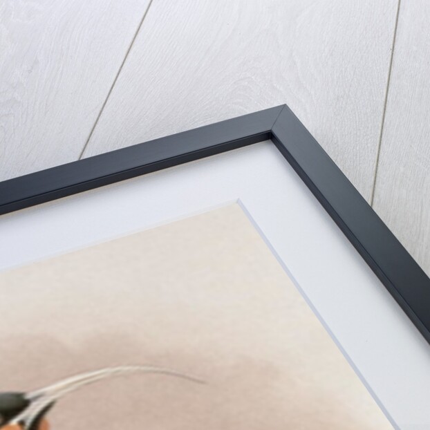 Huia by Johan Gerard Keulemans