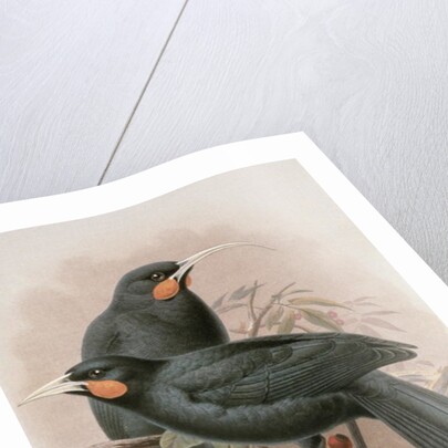 Huia by Johan Gerard Keulemans