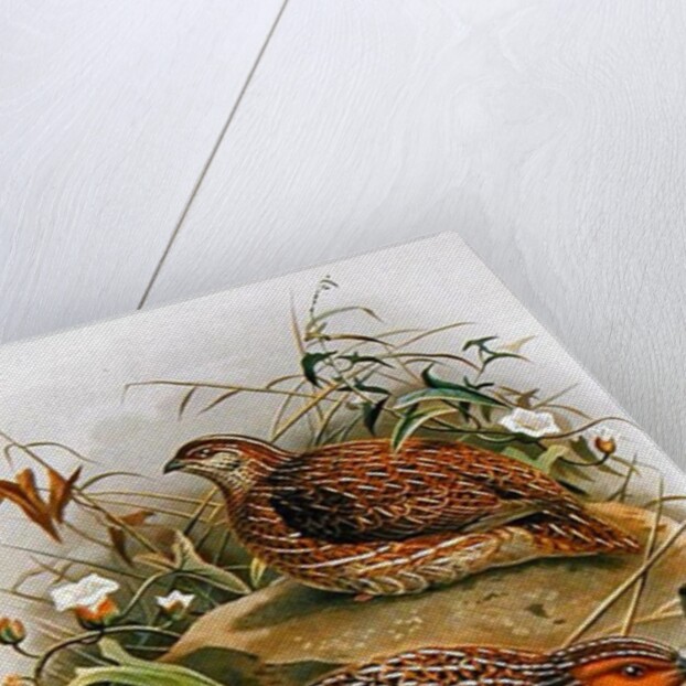 New Zealand Quail by Johan Gerard Keulemans