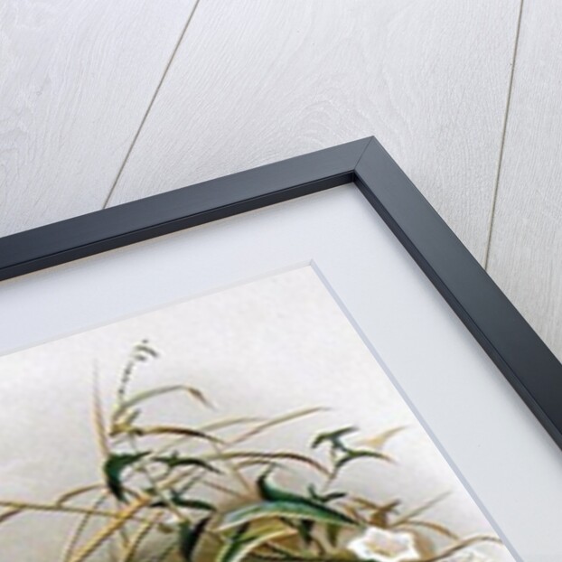 New Zealand Quail by Johan Gerard Keulemans