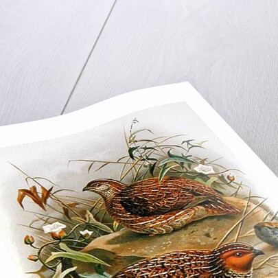 New Zealand Quail by Johan Gerard Keulemans