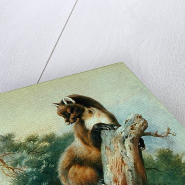 Pine Marten, 1919 by Archibald Thorburn