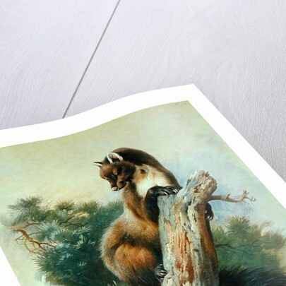 Pine Marten, 1919 by Archibald Thorburn