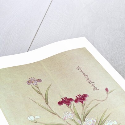 Orchids by School Japanese