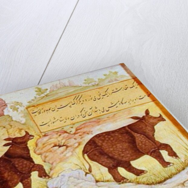 Rhinoceros by Mughal School
